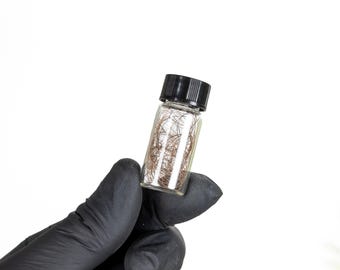 Woolly Mammoth Hair in Vial Fossil (Mammuthus sp)