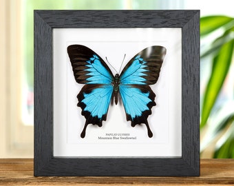 Mountain Blue Swallowtail in Box Frame (Papilio ulysses)