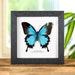 see more listings in the Butterfly Frames section