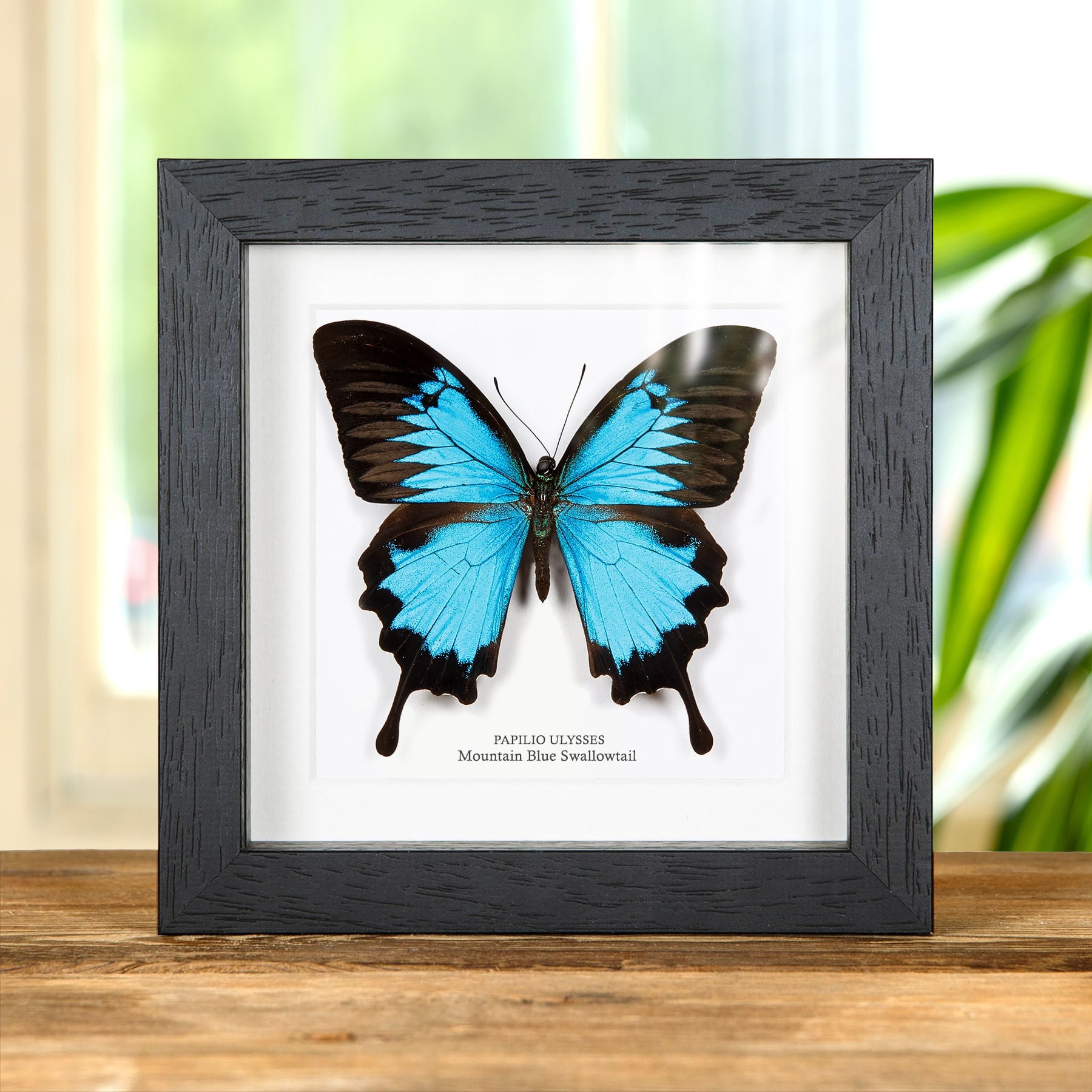 Mountain Blue Swallowtail In Box Frame (Papilio ulysses)