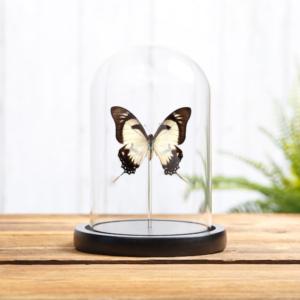 Butterfly Dome Etsy