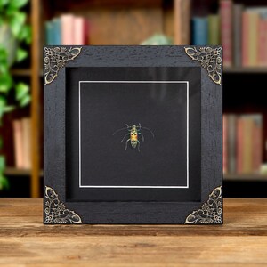 Gold Longhorn Beetle In Baroque Style Frame (Tmesisternus rafaelae)