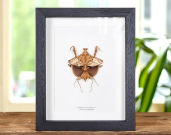 Dead Leaf Mantis in Box Frame (Deroplatys lobata)