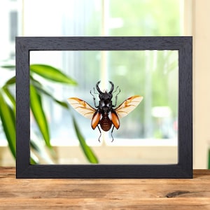 Fighting Giant Stag Beetle In Clear Glass Frame (Hexarthrius parryi)