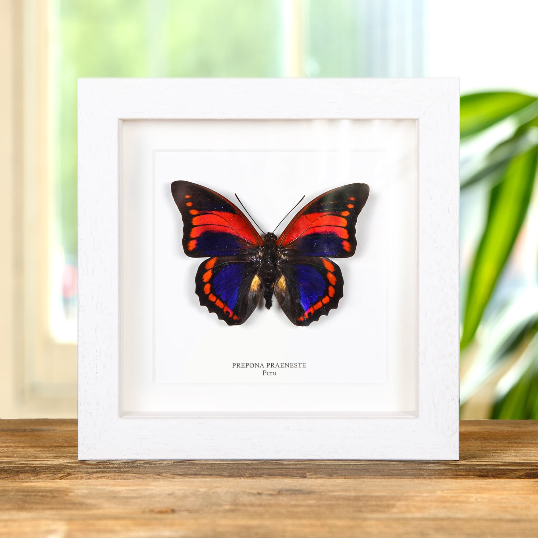 標本 Peru Prepona praeneste 84mm Prepona Praeneste Butterfly From Peru in Box Frame - Etsy