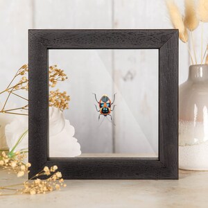 Colourful Man-faced Bug In Clear Glass Box Frame (Catacanthus nigripes)