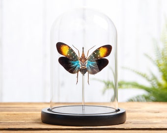 Planthopper In Glass Dome with Wooden Base (Pyrops gunji)