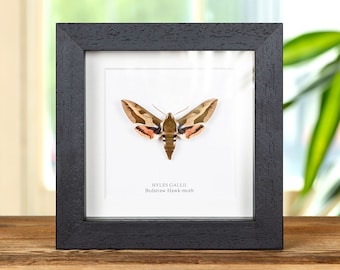 Bedstraw Hawk-moth in Box Frame (Hyles gallii)