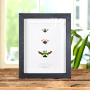 Gemengd kevertrio in lijst (Heterorrhina sexcalata, Platycorynus chapanus en nidtidus)