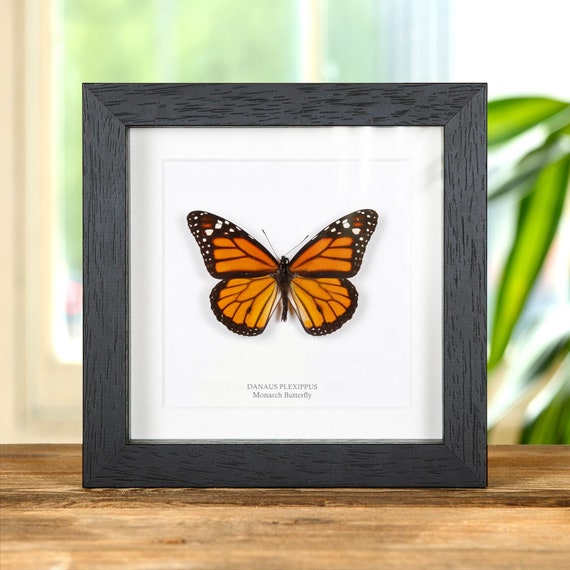 Cadre papillon monarque taxidermie papillon papillon dans le
