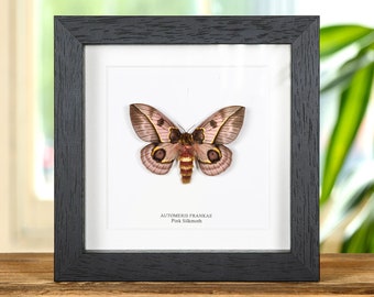 Pink Silkmoth In Box Frame (Automeris frankae)