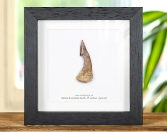 Barbed Swordfish Dinosaur Tooth Fossil In Box Frame (Onchopristis sp)
