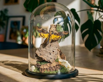 Death's Head Hawk Moth Still Life In Glass Dome (Acherontia atropos)