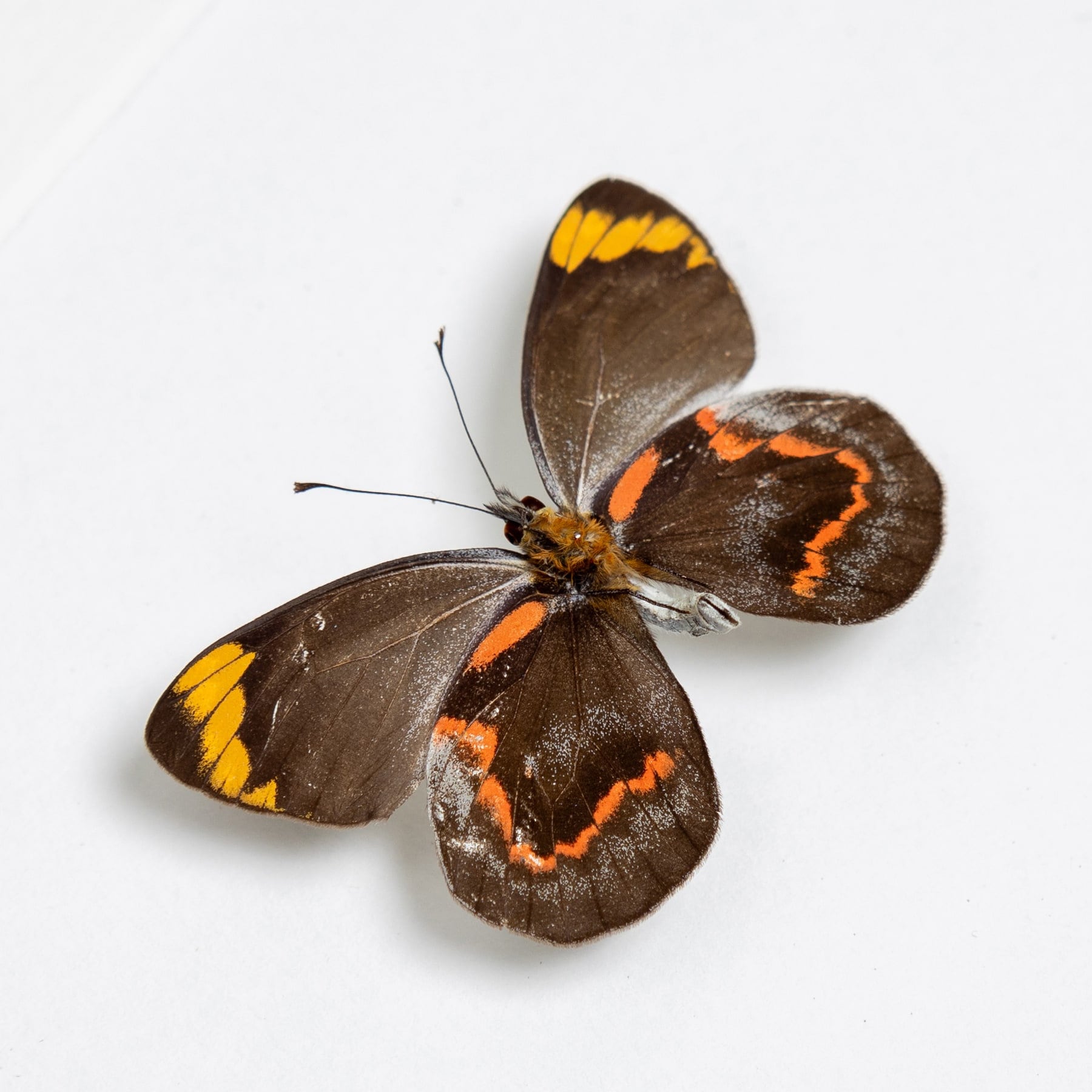 Black Jezebel Butterfly Male & Female Pair in Box Frame (delias