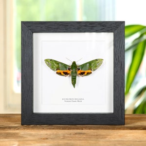 Verdant Hawk Moth in Box Frame (Euchloron megaera)