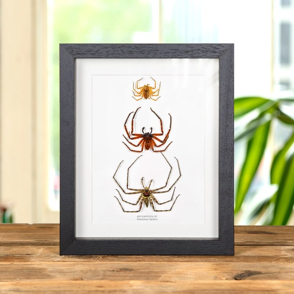 Huntsman Spiders In Box Frame (Heteropoda sp)