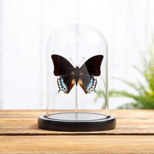 Charaxes eurialus In Glass Dome From indonesia