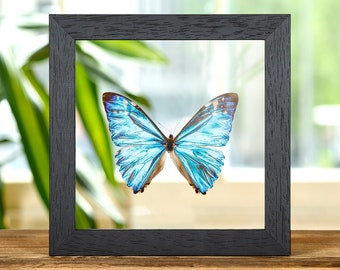 Framed Zephyritis Morpho Butterfly, 6x6 Clear Glass Display