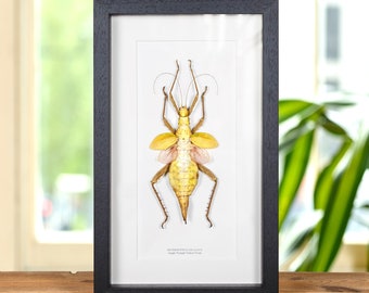 Jungle Nymph Yellow Form In Box Frame (Heteropteryx dilatata)