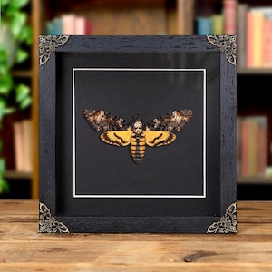 Death&#39;s Head Hawk Moth on Black Background In Baroque Style Box Frame (Acherontia atropos)