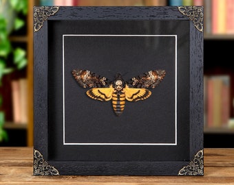 Death's Head Hawk Moth on Black Background In Baroque Style Box Frame (Acherontia atropos)