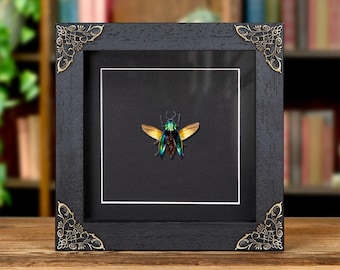 Real Metallic Green Beetle Framed Taxidermy - Ischiopsopha