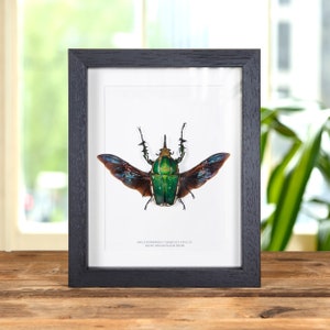 Green African Scarab Beetle In Box Frame (Mecynorrhina torquata poggei)