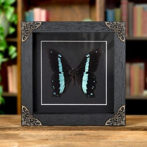 Green-banded Swallowtail Butterfly In Baroque Style Frame (Papilio nireus)