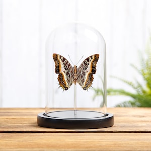 Black-bordered Charaxes Ventral Side In Glass Dome With Wooden Base (Charaxes pollux)
