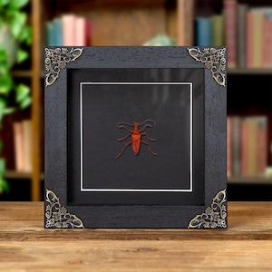 Red Longhorn Beetle In Baroque Style Frame (Mastododera coccinea)