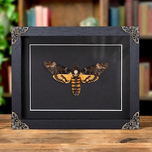 XL Death&#39;s Head Hawk Moth In Baroque Style Frame