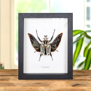 Giant Goliath Beetle in Box Frame (Goliathus orientalis)