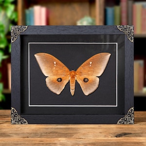 Giant Silkmoth In Baroque Style Frame (Pseudobunaea alinda)