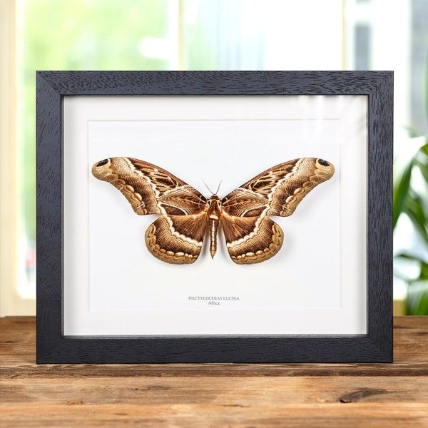 Dactyloceras lucina From Africa in Box Frame