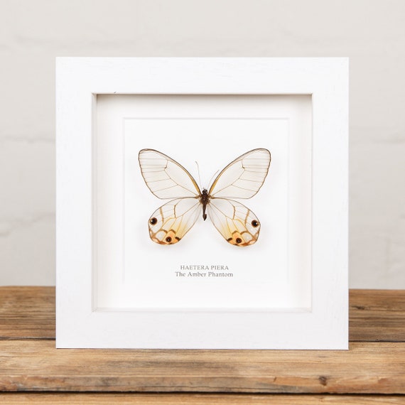 Amber Phantom Haetera Piera Real Butterfly Entomology Collectible In Shadowbox