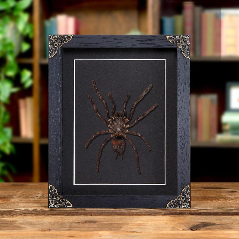Thailand Black Tarantula In Baroque Style Frame (Cyriopagopus minax) image 1