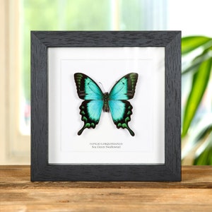 Sea Green Swallowtail in Box Frame (Papilio lorquinianus)