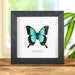 see more listings in the Butterfly Frames section