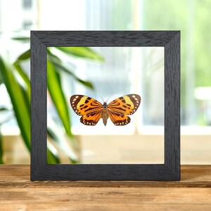 Boisduval&#39;s Tiger Moth In Clear Glass Box Frame (Chetone histrio)