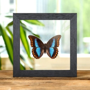 Female Orange-spotted Prepona In Clear Glass Box Frame (Prepona deiphile brooksiana)