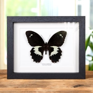 Swallowtail Butterfly in Box Frame (Papilio gambrisius)