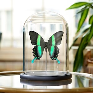 The Peacock Butterfly In Glass Dome (Papilio blumei)