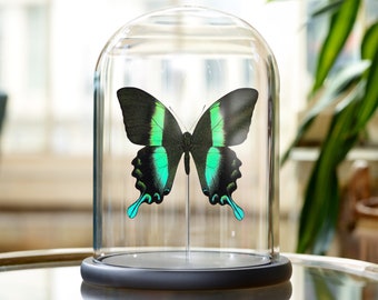 De pauwvlinder in glazen koepel (Papilio blumei)