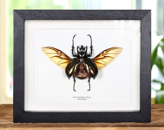 Atlas Beetle with Wings Spread In Box Frame (Chalcosoma atlas)