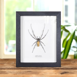 May include: A framed specimen of a Nephila vitiana, also known as a Golden Orb-Weaver spider. The spider is mounted on a white background within a black wooden frame. The text "NEPHILA VITIANA Golden Orb-Weaver" is printed below the spider.