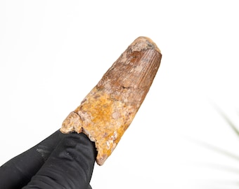 C Grade - Spinosaurus Dinosaur Tooth Fossil (Spinosaurus aegyptiacus)