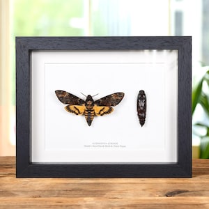 Pupae & Death&#39;s Head Hawk Moth In Box Frame (Acherontia atropos)