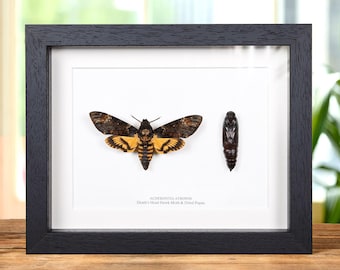 Giant Ghostly Silk Moth Framed Taxidermy - Ceranchia Apollina