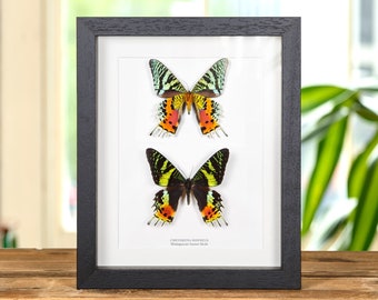 Double Madagascan Sunset Moth (Chrysiridia rhipheus)