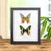 see more listings in the Butterfly Frames section